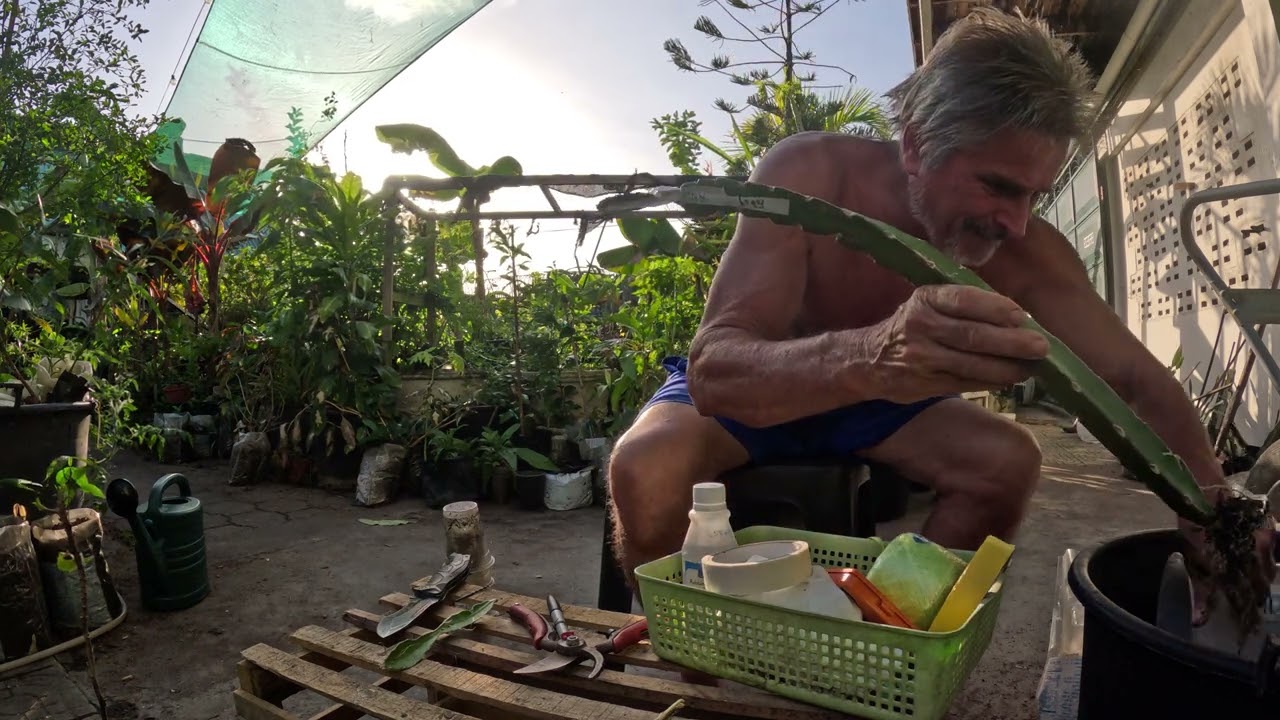 LAST 2 Cuttings come out of the remaining fragments of Angelo's Golden Yellow Pitaya Dragon Stock!.