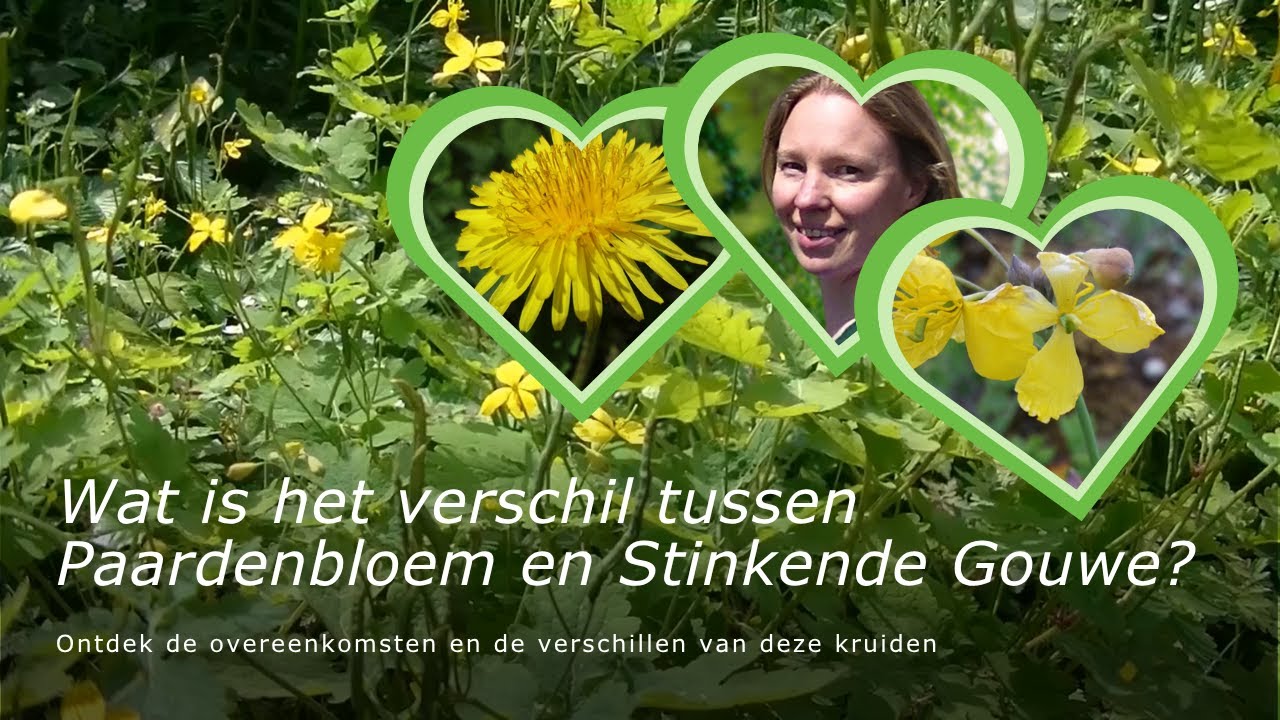 Wat is het verschil tussen Paardenbloem en Stinkende Gouwe?