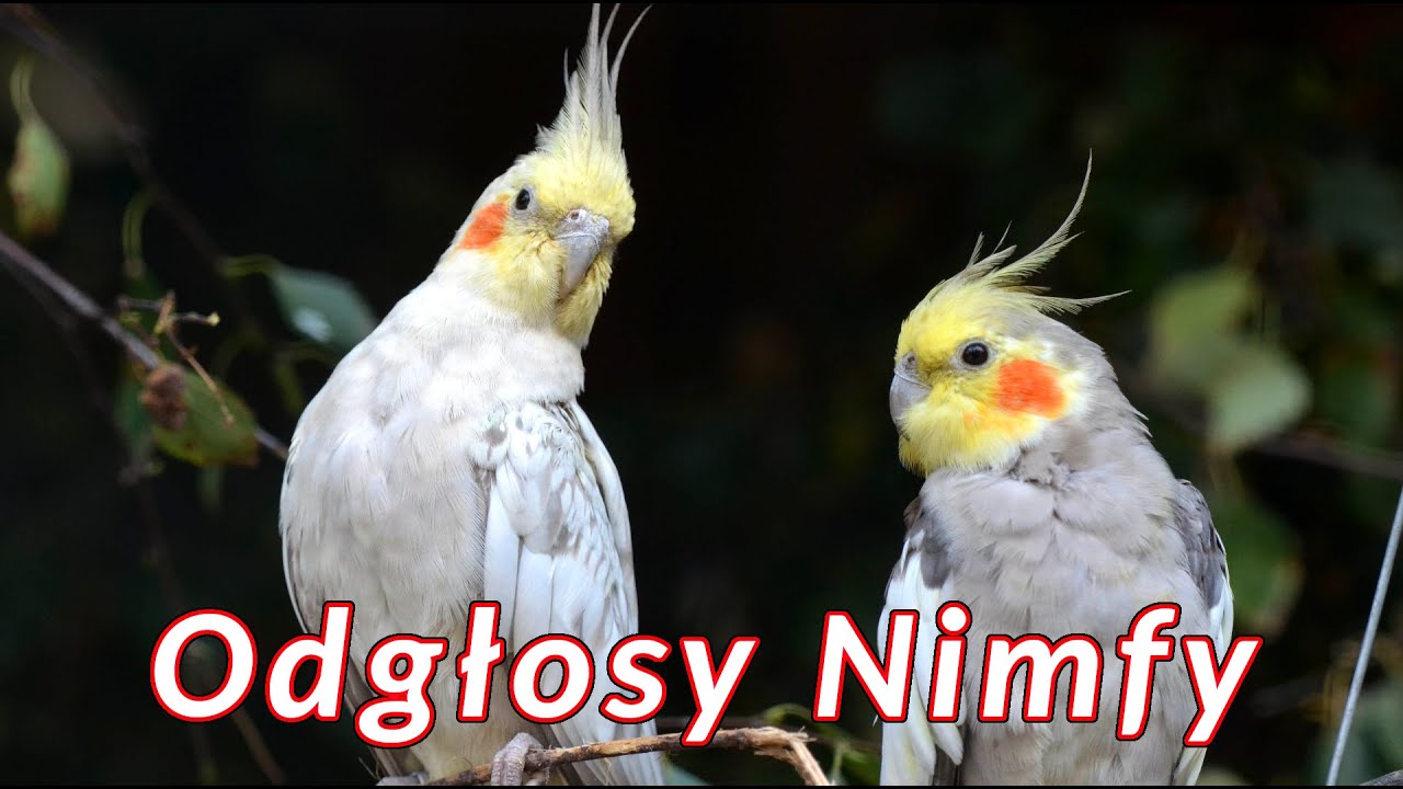 Papuga Nimfa odgłosy 🦜 dźwięki jakie wydaje Nimfa