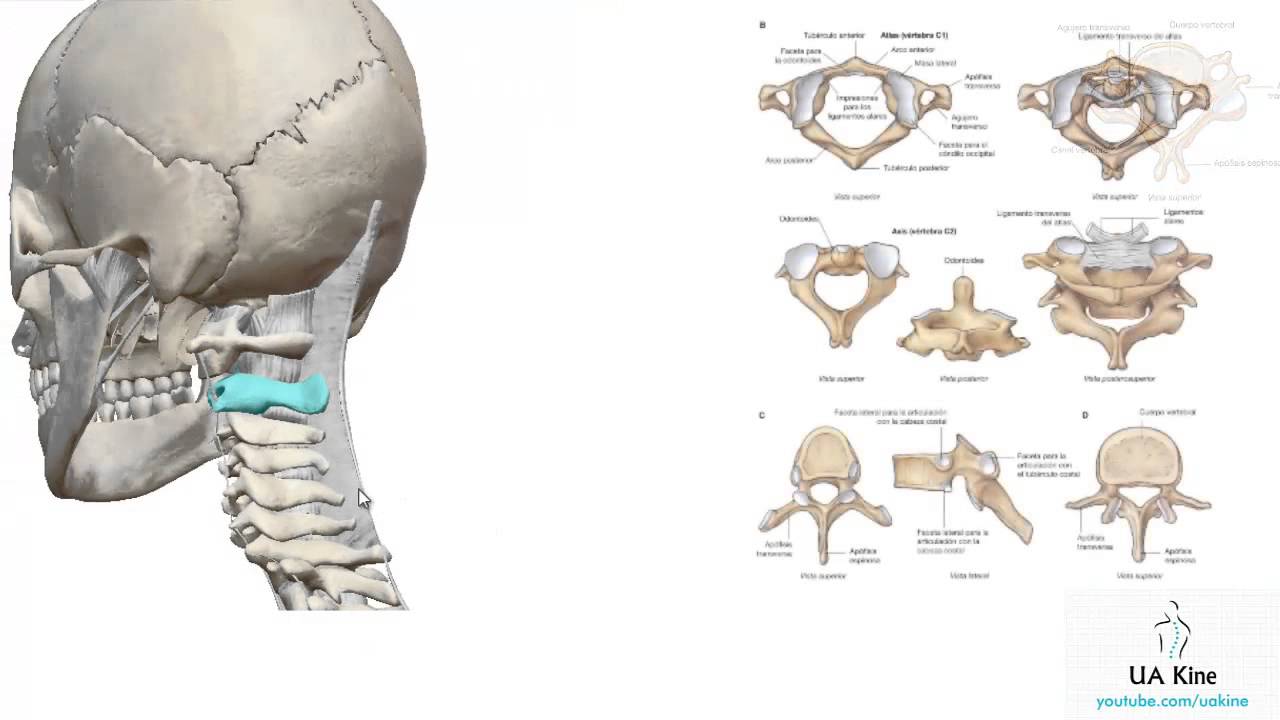 Anatomía - Vertebras Cervicales - Atlas, Axis - Uakine