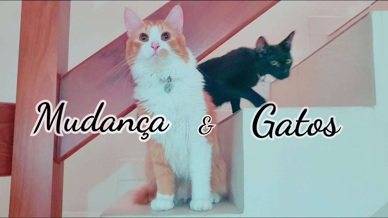 Mudan&ccedil;a com gatos: o que eu aprendi