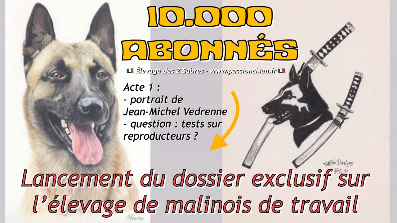 Dossier exclusif élevage malinois - Acte 1 : portrait JMV + tests reproducteurs 🥳 10k abonnés 🎉