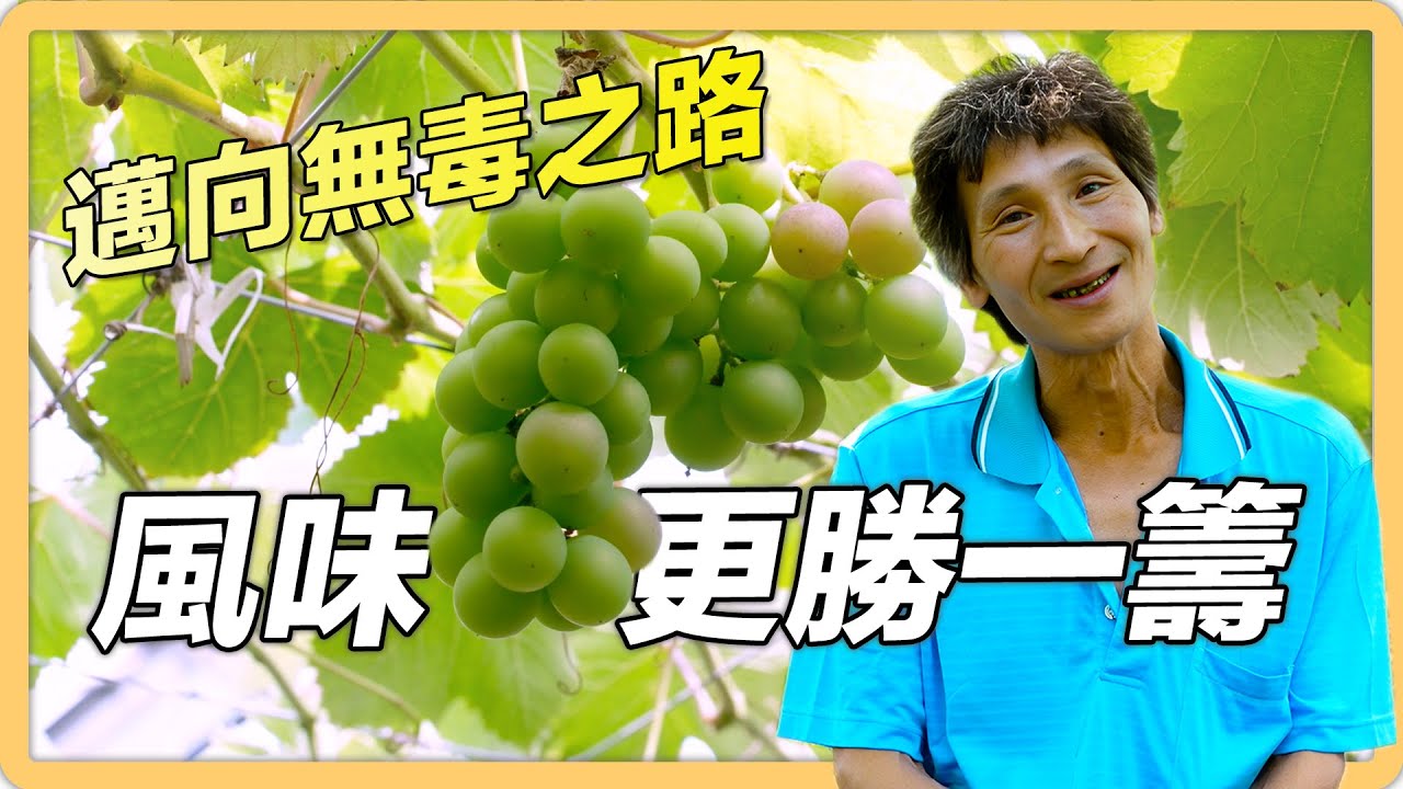 【彰化 大村】自動化微生物菌噴灑系統 賴振武種出風味100的無毒葡萄｜用心的產業｜421｜#美麗心台灣