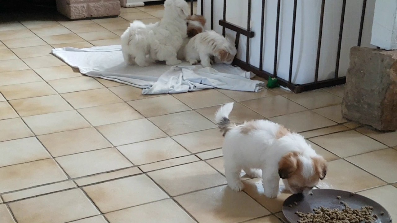 Chiots coton de tulear a 7 semaines !!!