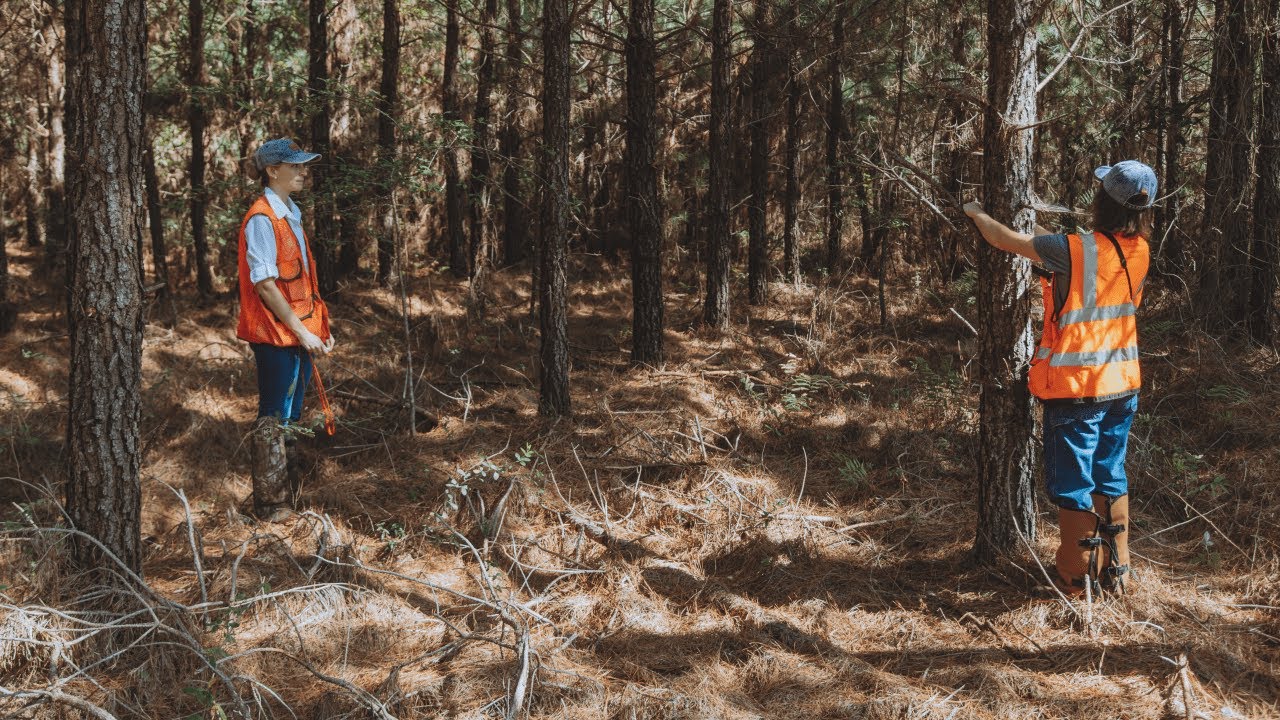 Sustainable Forestry: a 2-minute overview