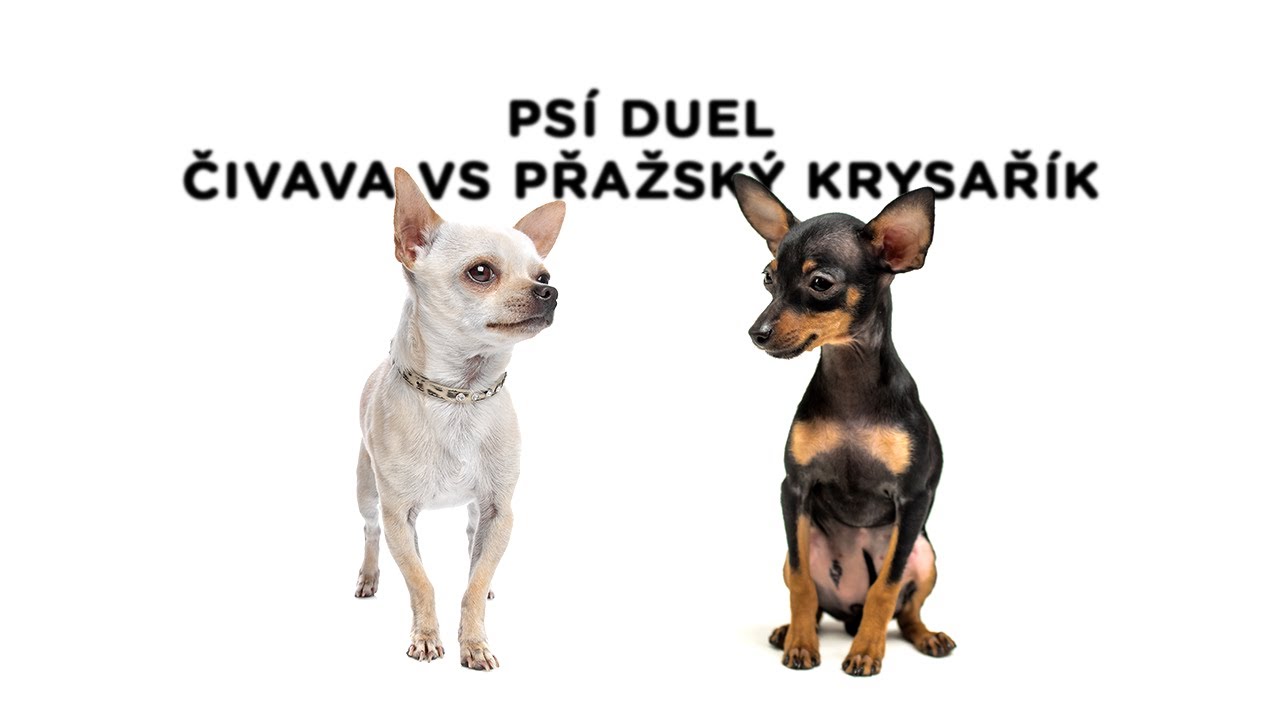 Psí duel - Čivava vs. Pražský krysařík - Tlapka TV