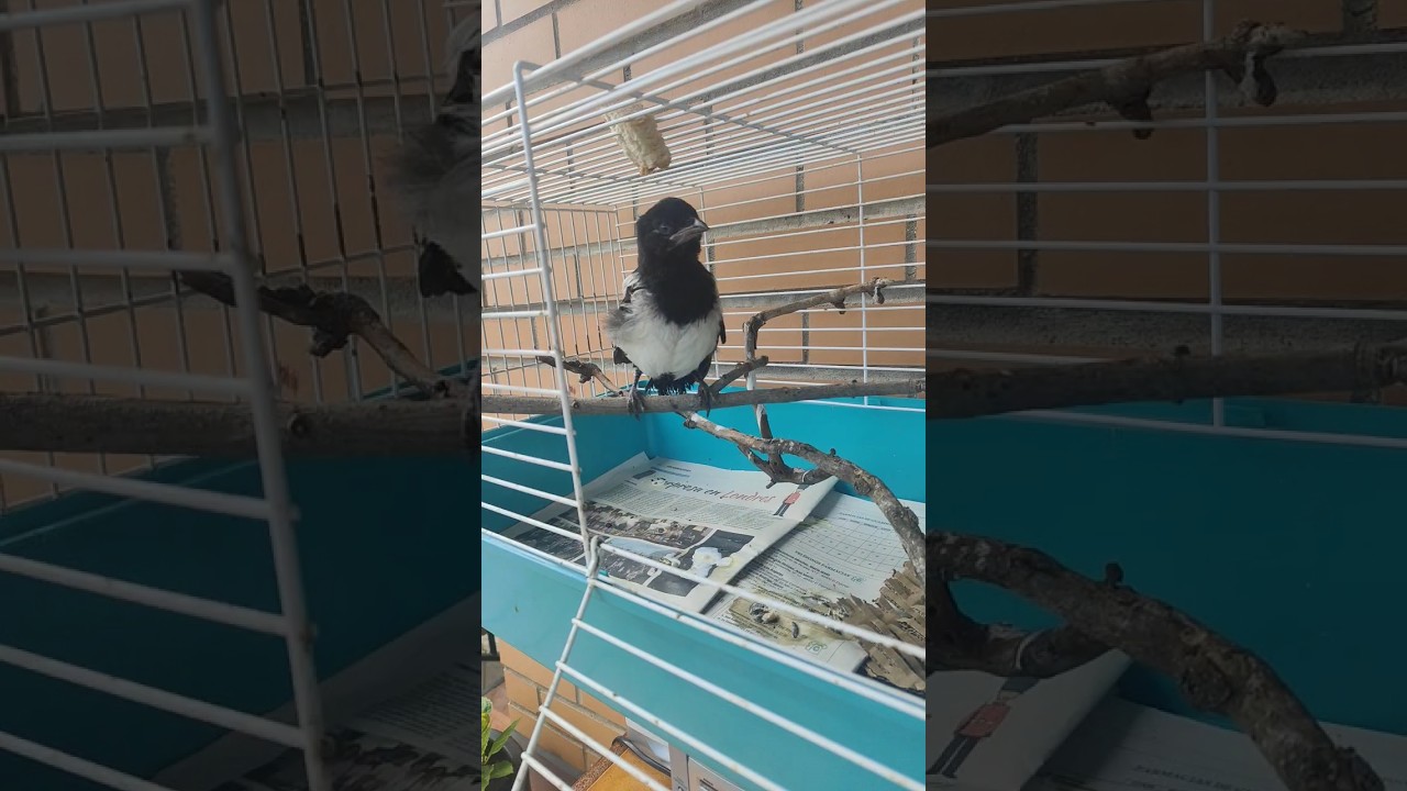 #urraca #pets #savetheworld #savethebirds