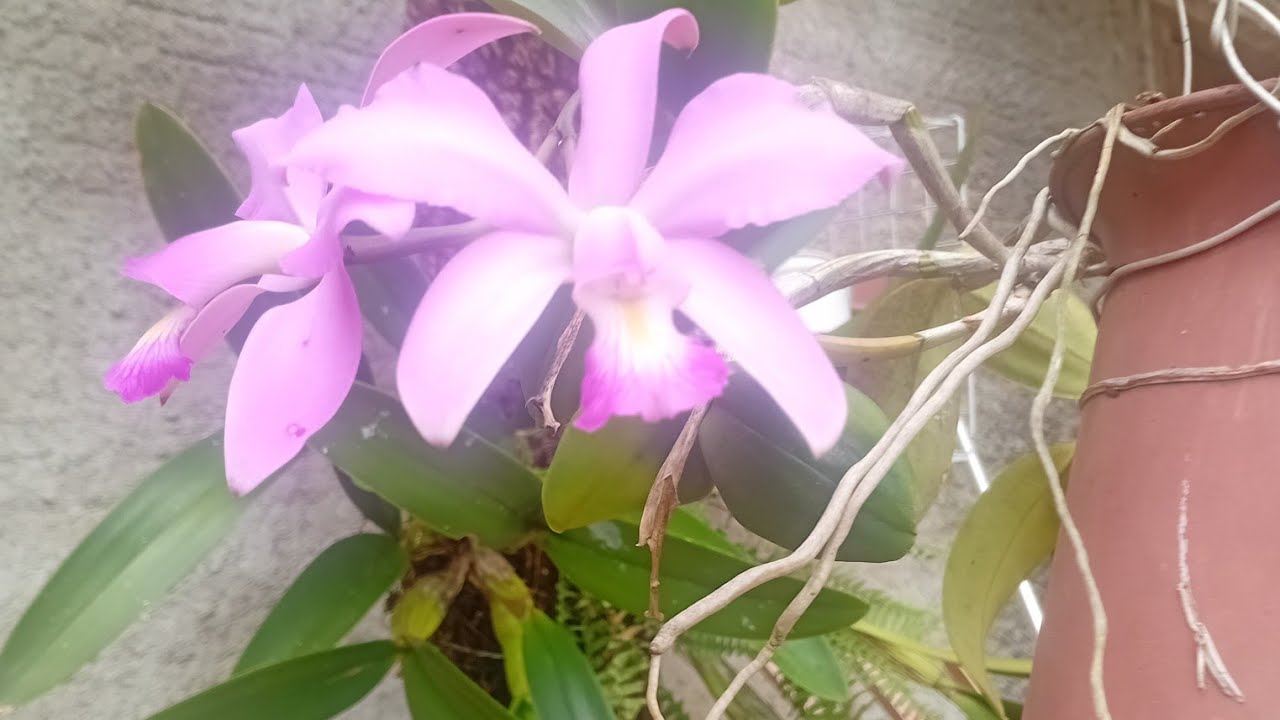 Acompanhe o domingo nosso 