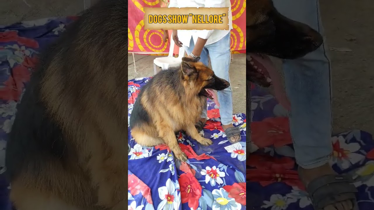 dog show 