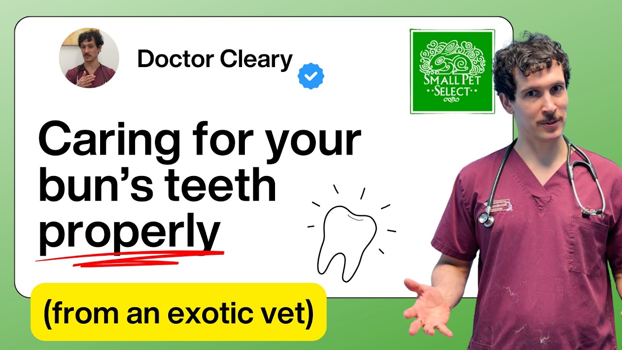 Most Rabbit Dental Issues Start With This One Mistake (From An Exotic Vet)