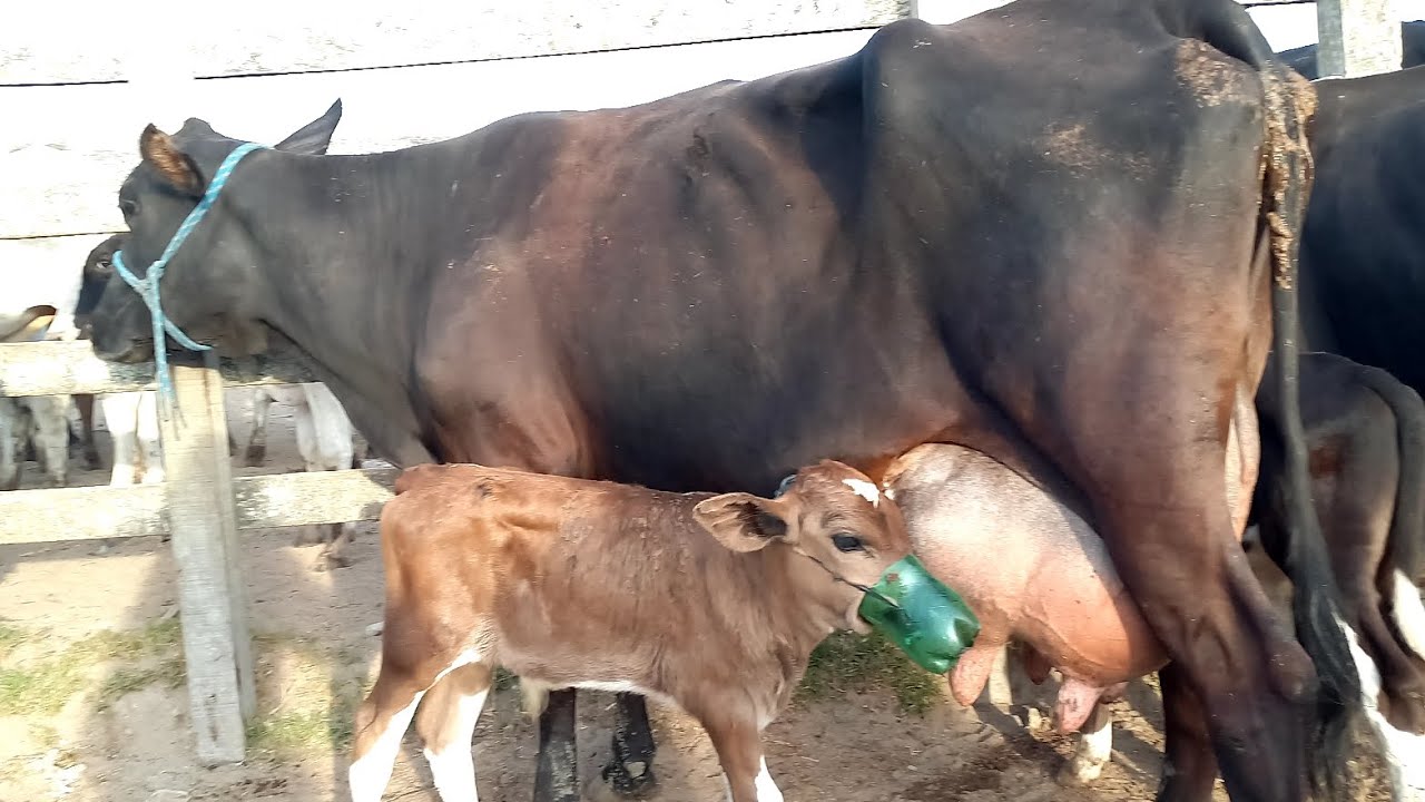 Feira das Vacas Leiteiras Capoeiras Pe.30/01/26