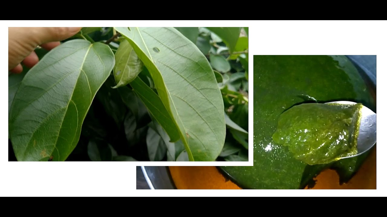 Cara Buat Cincau dari Daun Cincau Biar Kenyal