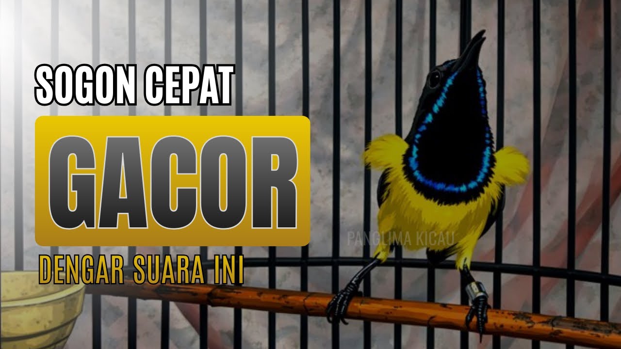Sangat Cepat Gacor‼️ Baru Putar Langsung Nyaut #pancingansogon #sogongacor #sogon 