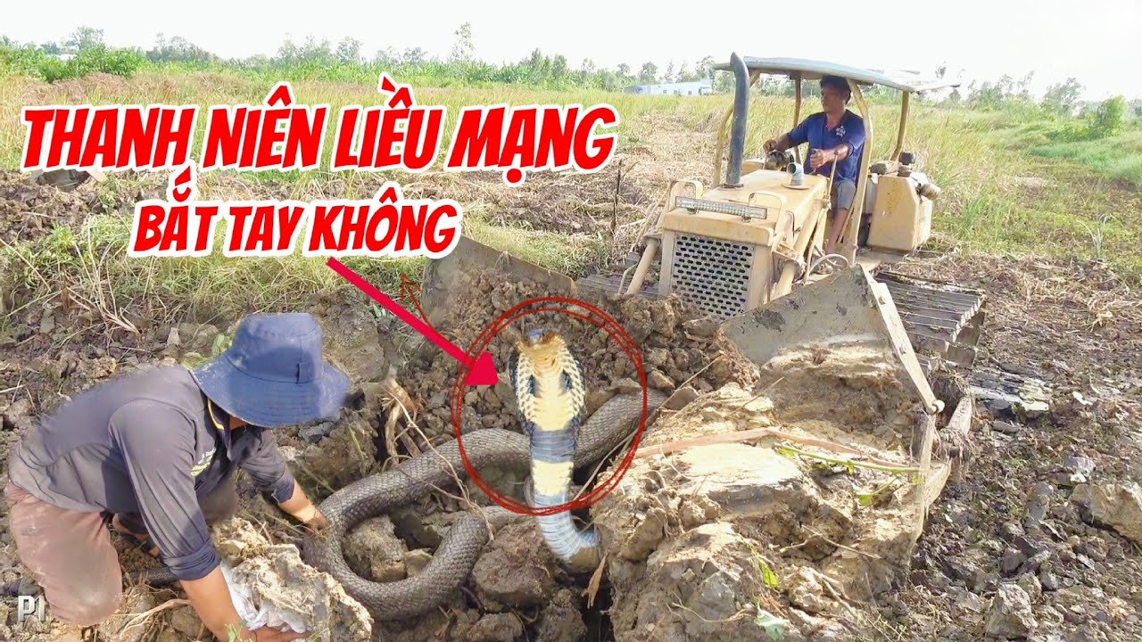 Đứng Tim Nhìn Cách Bắt Rắn Hổ Mang Của Tài Xế Xe Ủi - Game Này Chỉ 1 Mạng