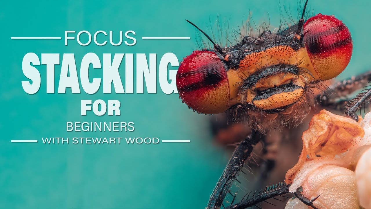 What’s the Best Way to Start Focus Stacking in Macro Photography?