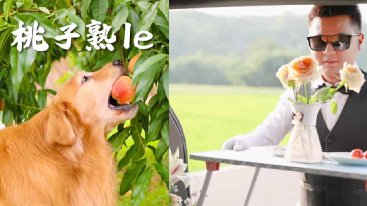 外面拼的是成就，家裏念的是妳這個人#dog #pets #goldenretreiver #搞笑 #cute #animals #老友狗狗