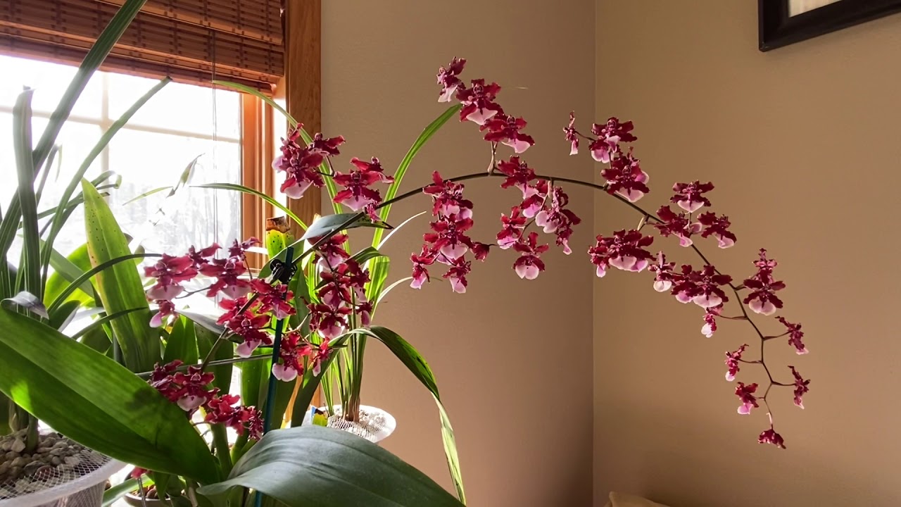 巧克力文心兰 Oncidium Sharry Baby