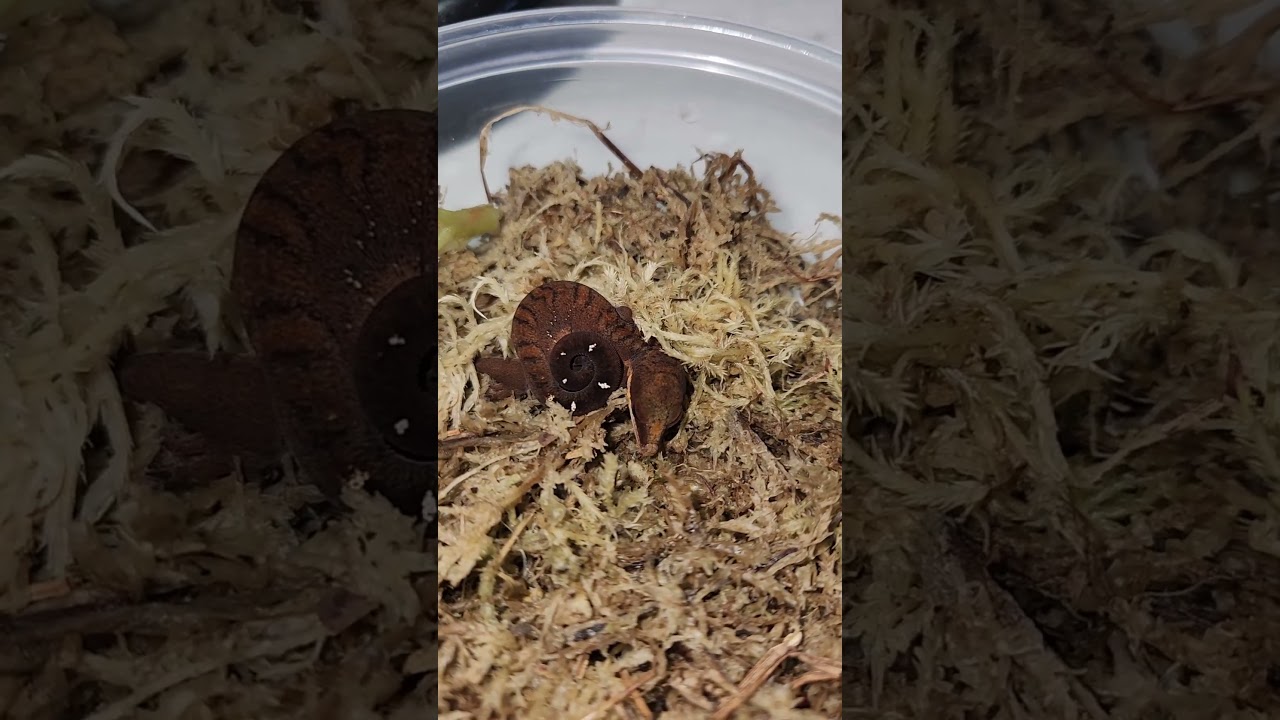 Precious 💕 #malaysiancatgecko #catgecko #cat #reptiles #gecko #lizard #cute #pets #animals #shorts