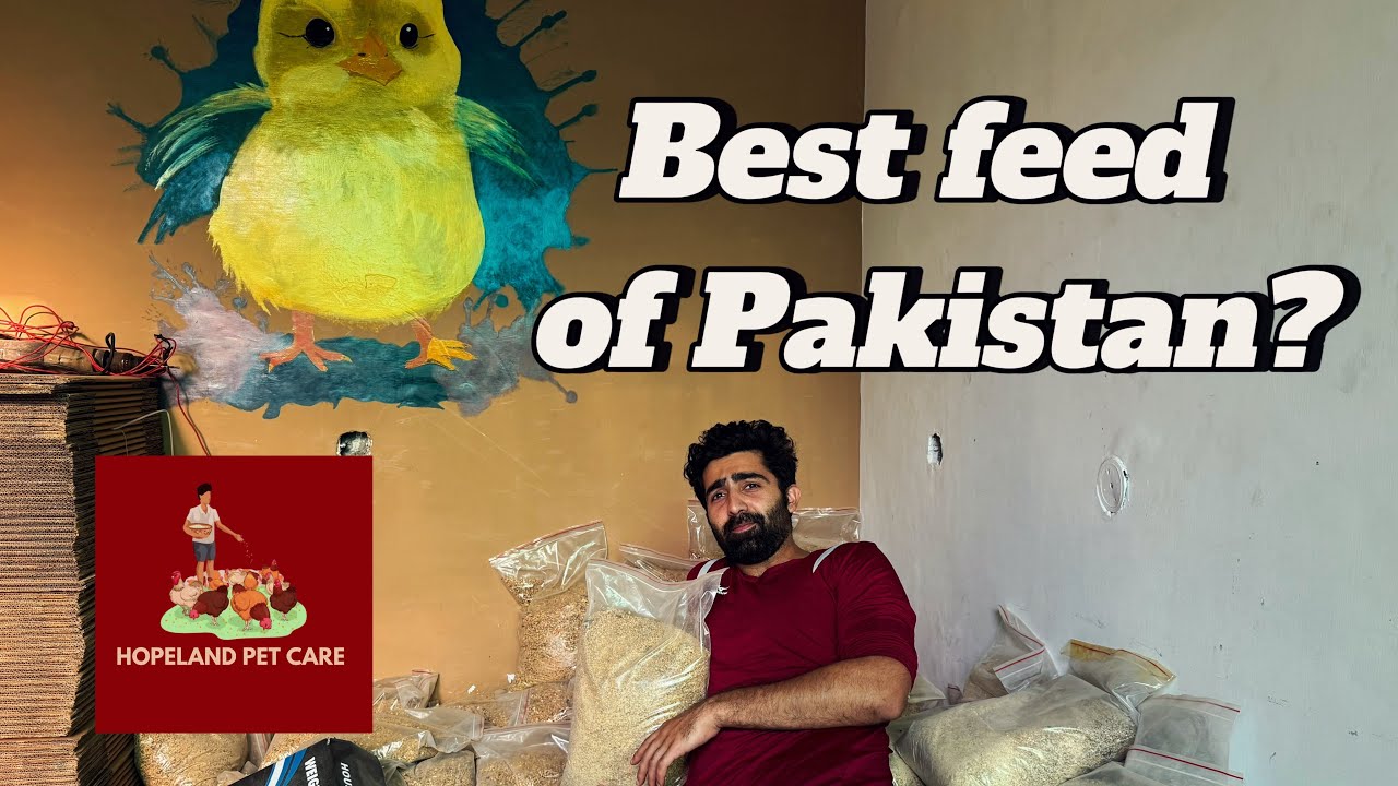 Best feed of pakistan😻