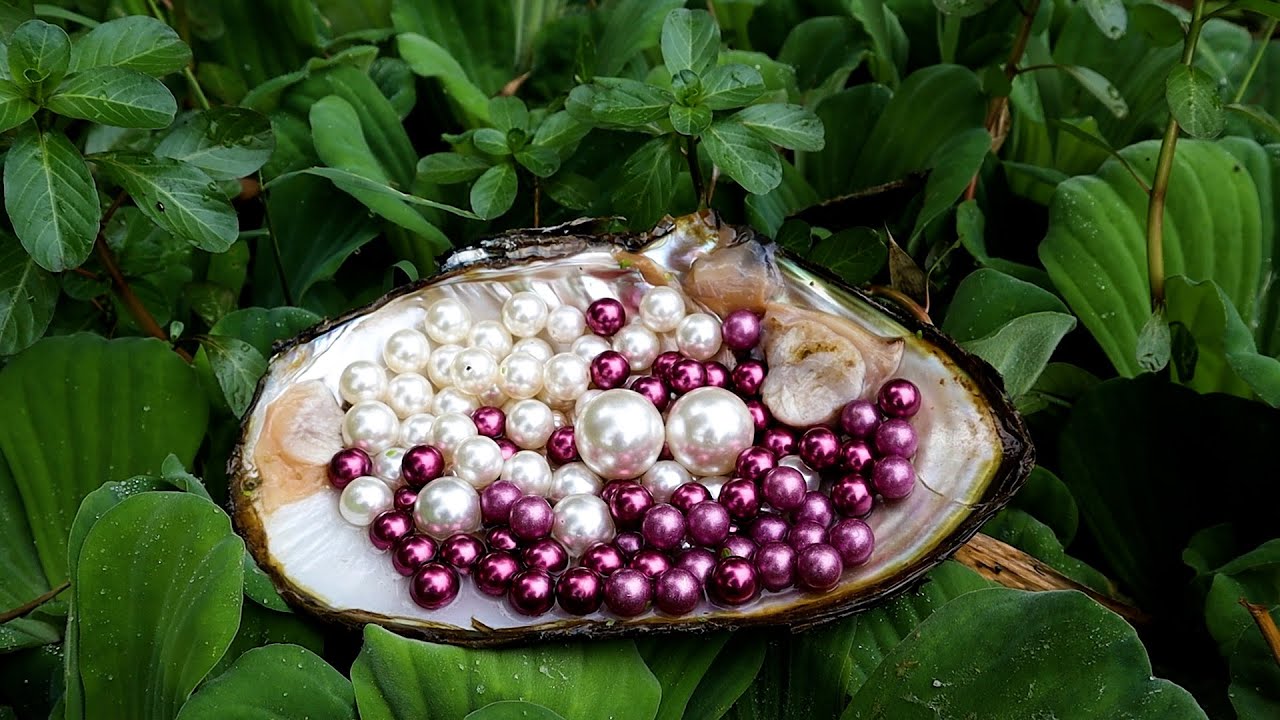 Adventure in the River: The girl opened a clam and got this kind of pearl