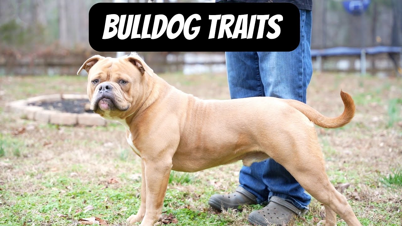 What traits makes up the olde bulldog??