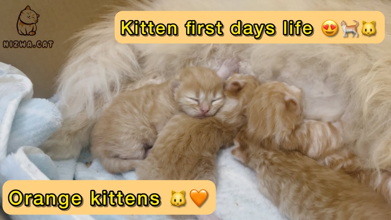 Kitten fist days life😍| orange cat 🧡| peace | relax time 🤗 | Milk feeding 😘 kittens | Persian cat 🐱 