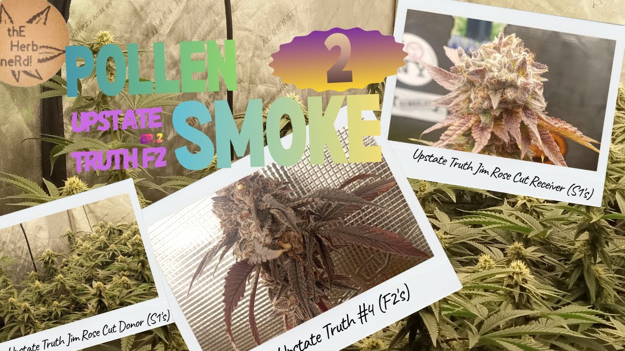 Pollen to Smoke Series | Upstate Truth F2 Ep.2 | IBL | Creating feminized F2