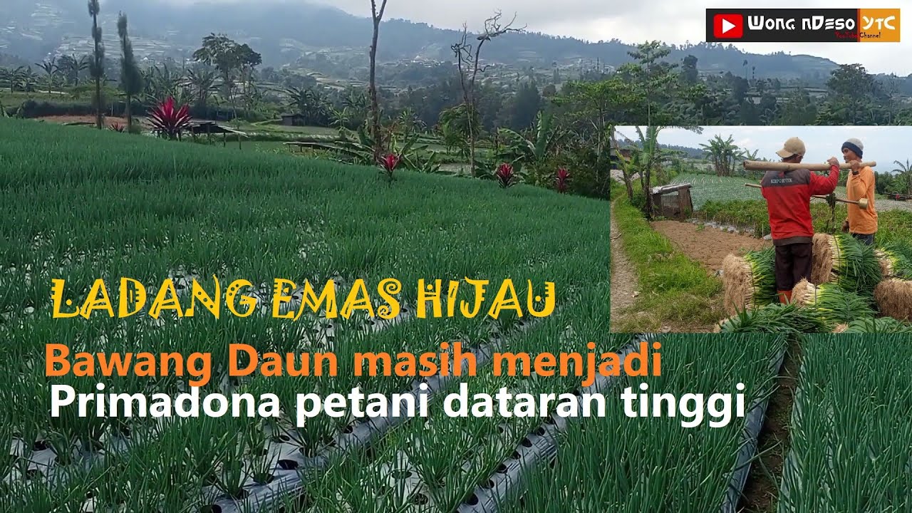 Bawang Daun / Loncang Primadona Petani Dataran Tinggi || Desa Banyumudal Kec.Sapuran