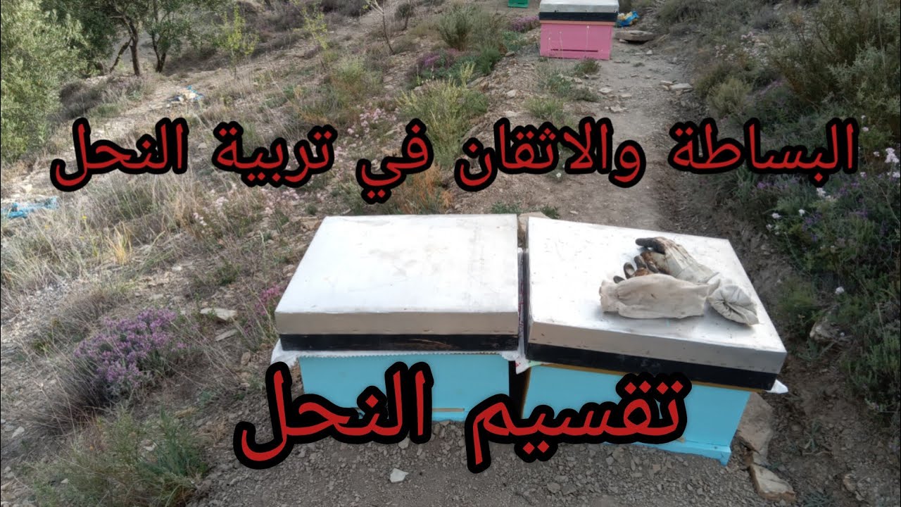 تربية النحل ببساطة وإتقان الجزء(6)تقسيم_النحل#تنمية_المهاراة#تنمية_المنحل