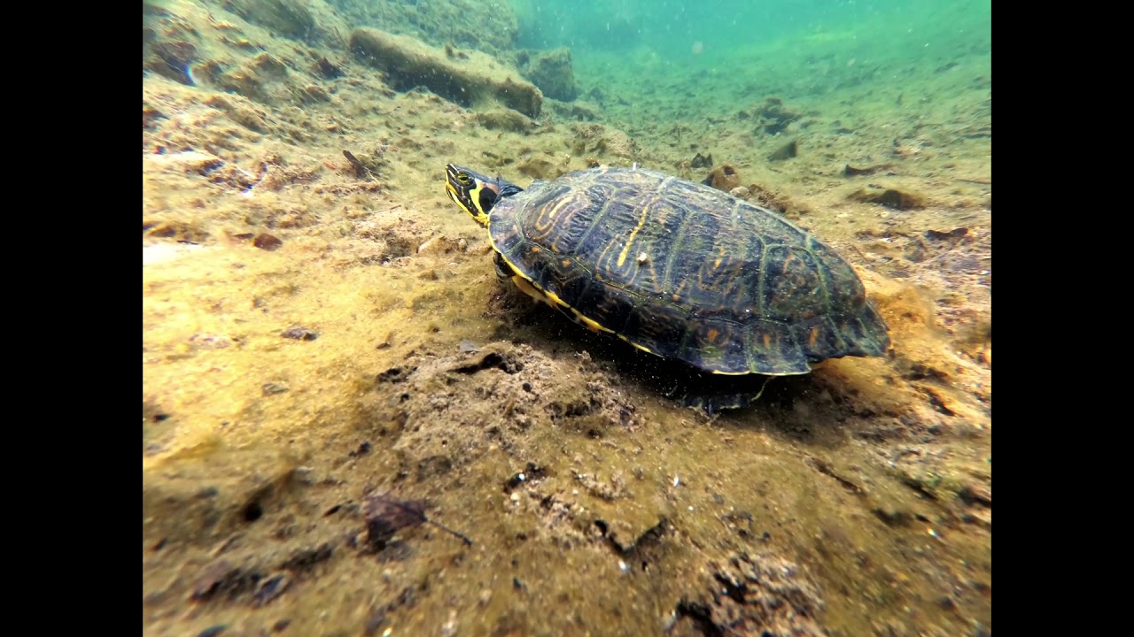 TORTUE A LA CARRIERE DE BARGES