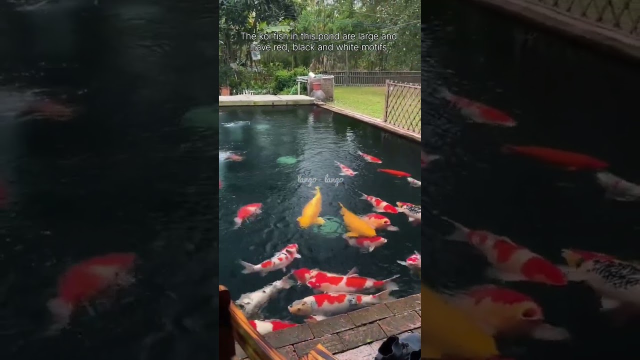 koi in a clear pond