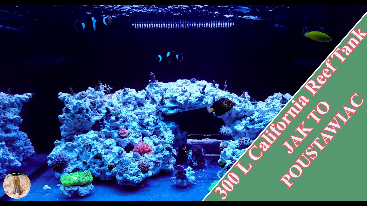 KLEJENIE KORALI | MY 300L REEF TANK CALIFORNIA ~ Greenhorn Reefer