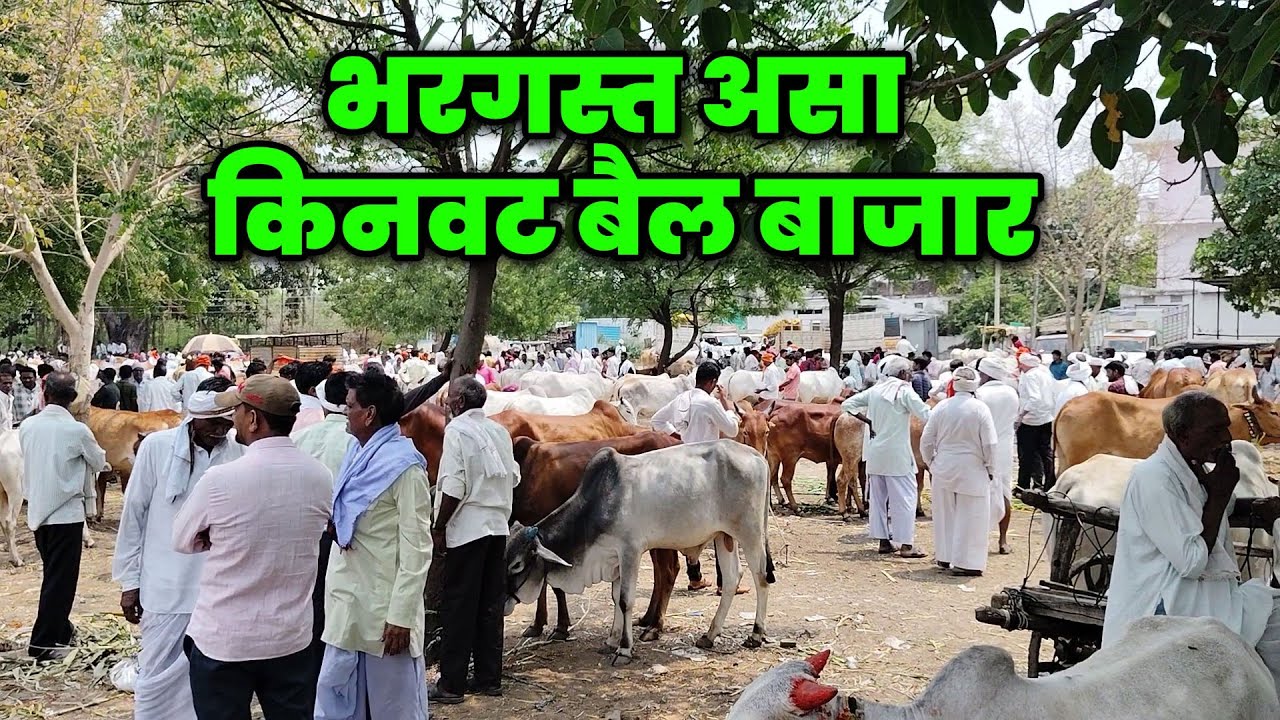 किनवट बैल बाजार ||  kinvat bail bazaar || kinvat bail bajar 2024 || bail bazaar 2024