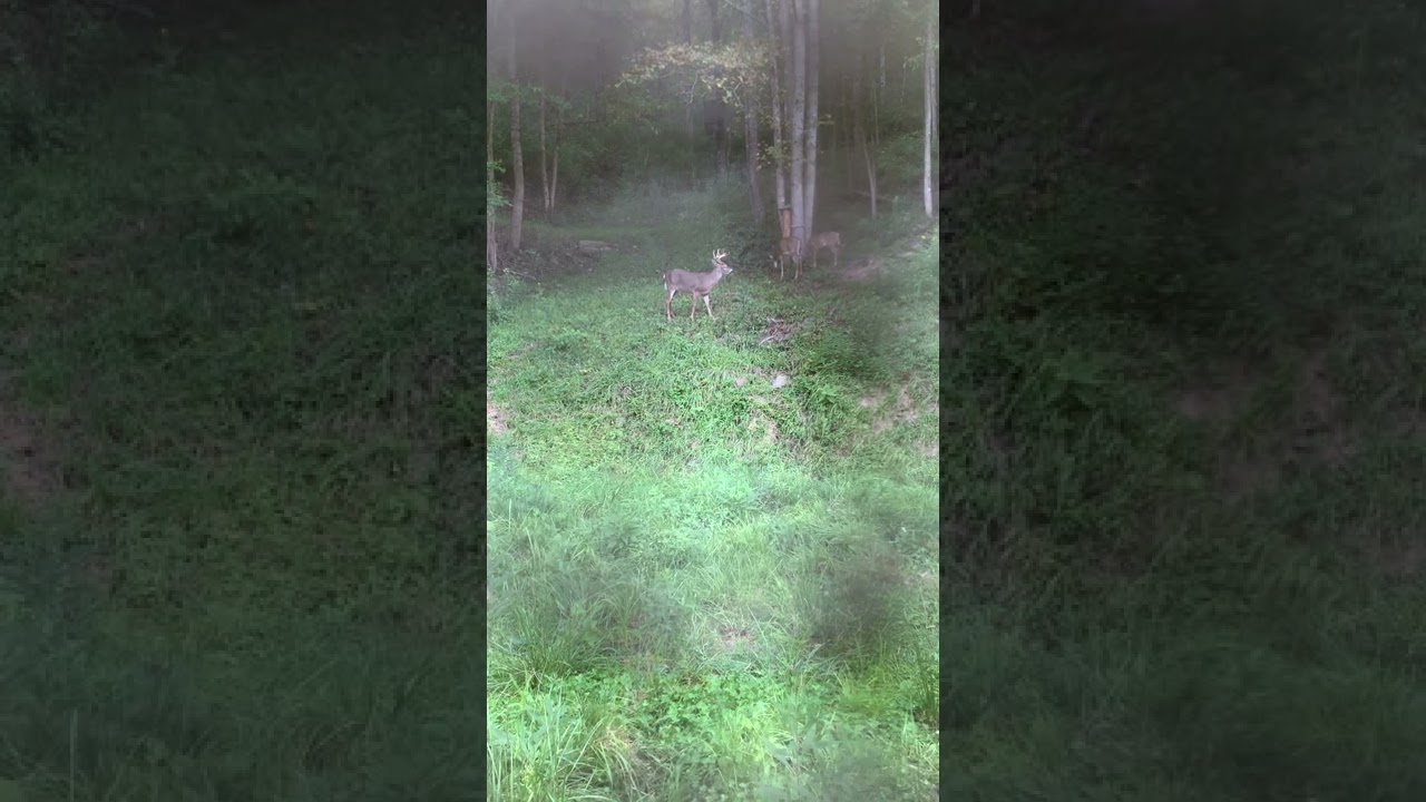 Killed my first buck opening day with diamond edge 320