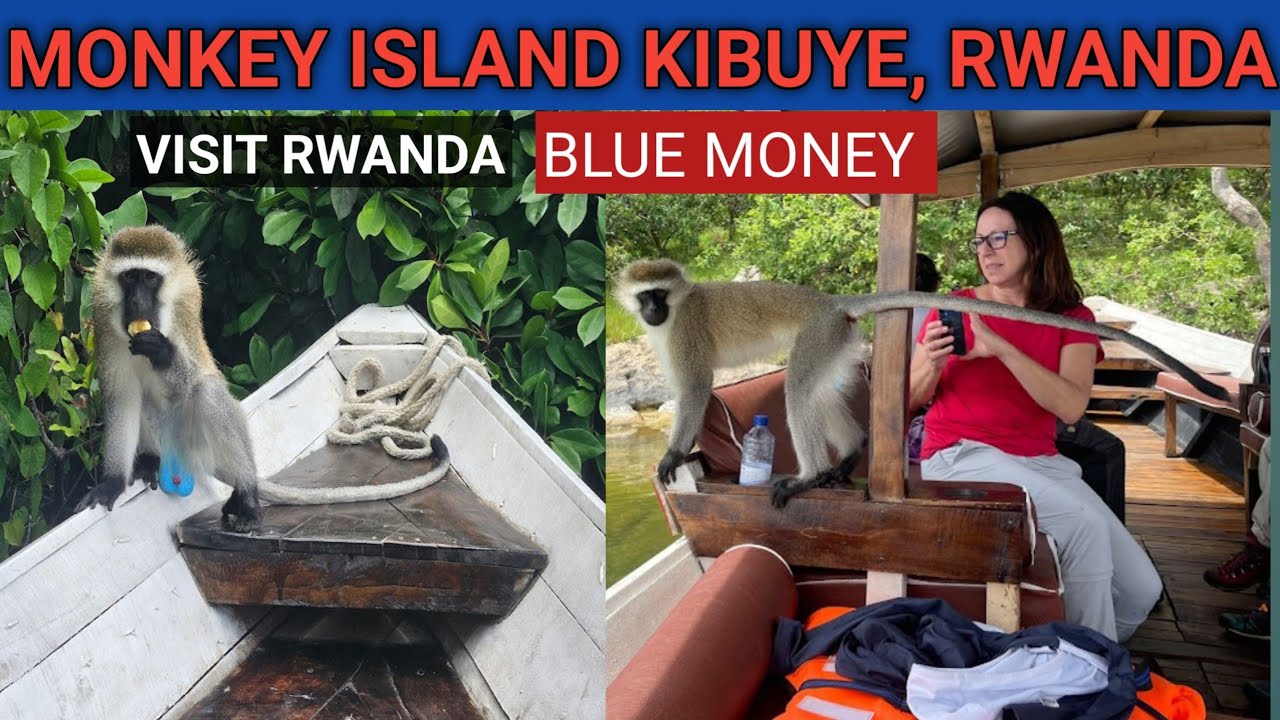 MONKEY ISLAND KIBUYE, BLUE MONKEY ISLAND, THINGS TO DO IN KIBUYE KARONGI, WEST PROVINCE RWANDA 🇷🇼