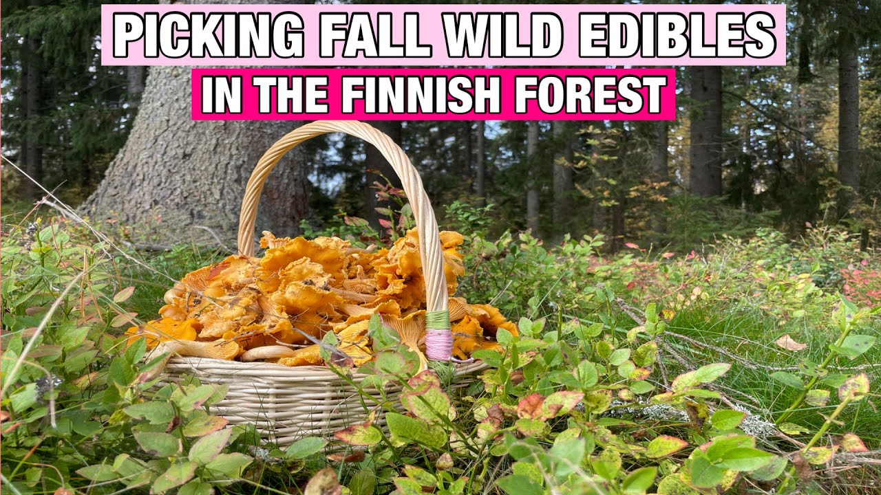 FILIPINA PICKING FALL WILD EDIBLES || MUSHROOM PICKING IN FINLAND