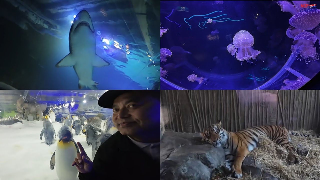 Chapter 30 - New Zealand ko Zoo and Kelly Tarltons | Huge Aquarium | Tiger, Penguin, Shark and more