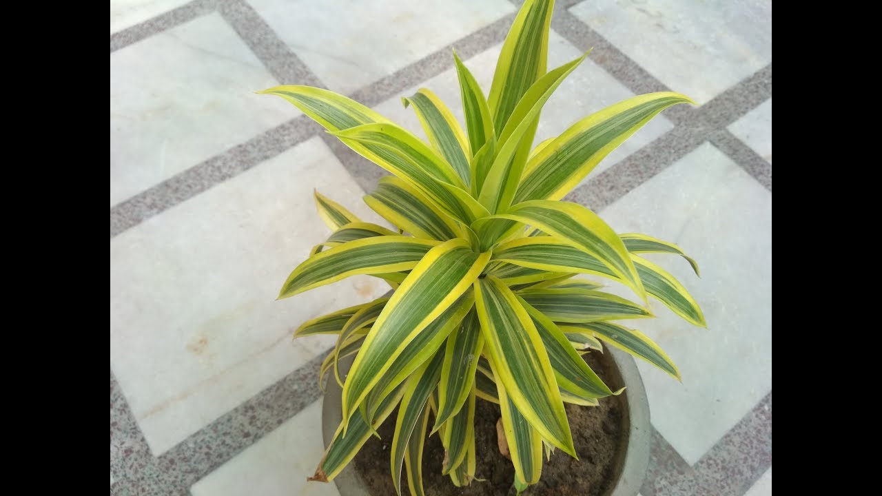 Song of India Plant (Dracaena Reflexa) (Hindi) - How to Grow & Care Song of India Plant