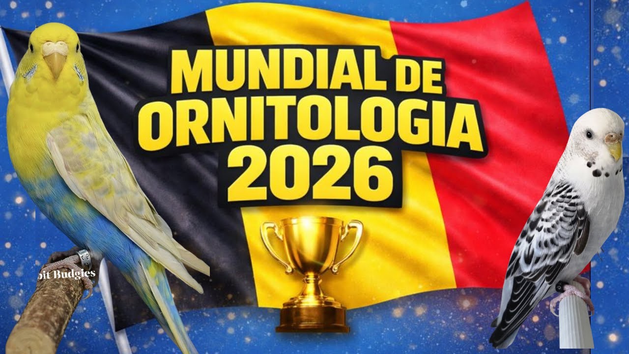 MUNDIAL DE ORNITOLOGÍA 2026 MARCHE-EN-FAMENNE