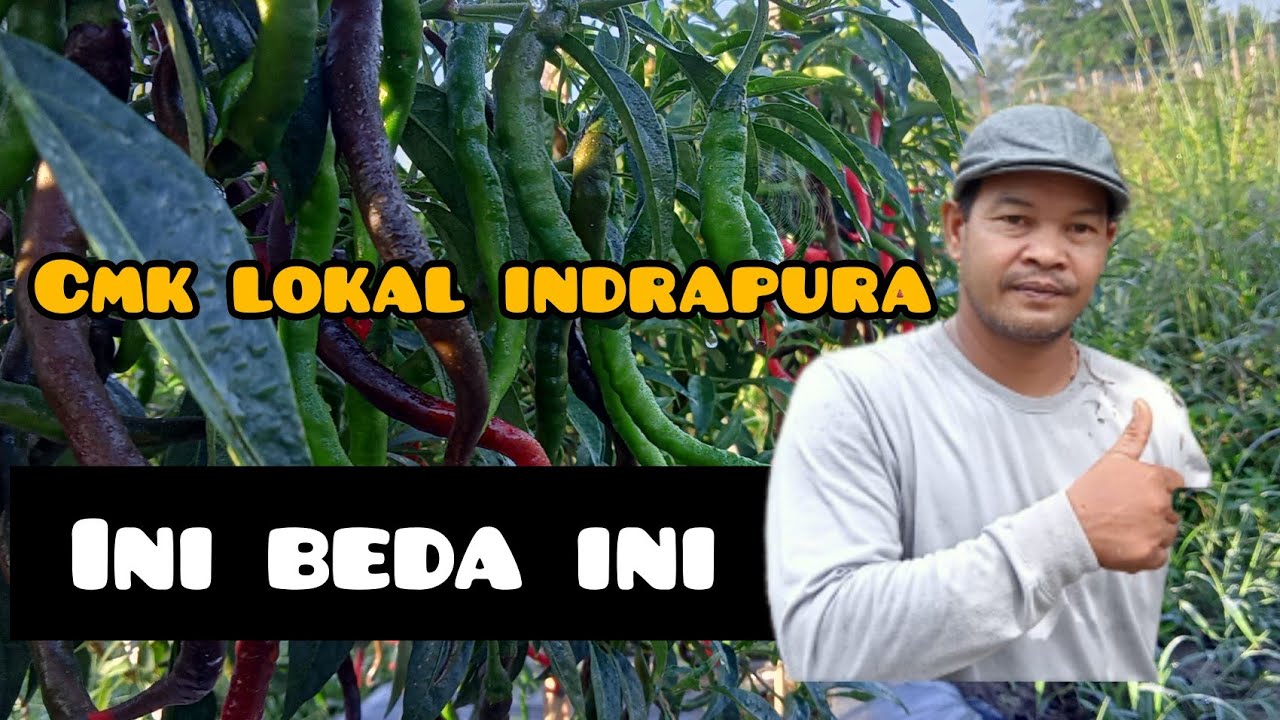 cabe lokal indrapura rebon berbuah sangat lebat.top markotop👍