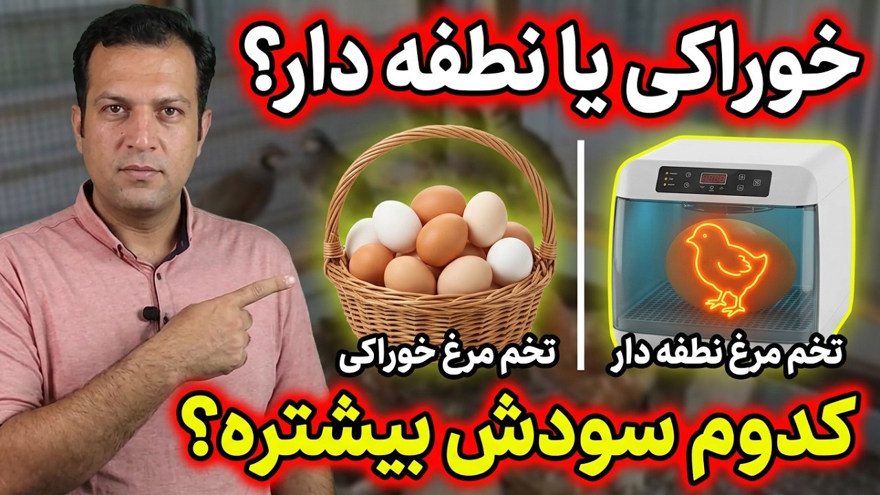 تخم مرغ محلی خوراکی یا تخم مرغ محلی نطفه دار , مرغ مادر بومی , تخم مرغ نطفه دار محلی , سود گله مادر