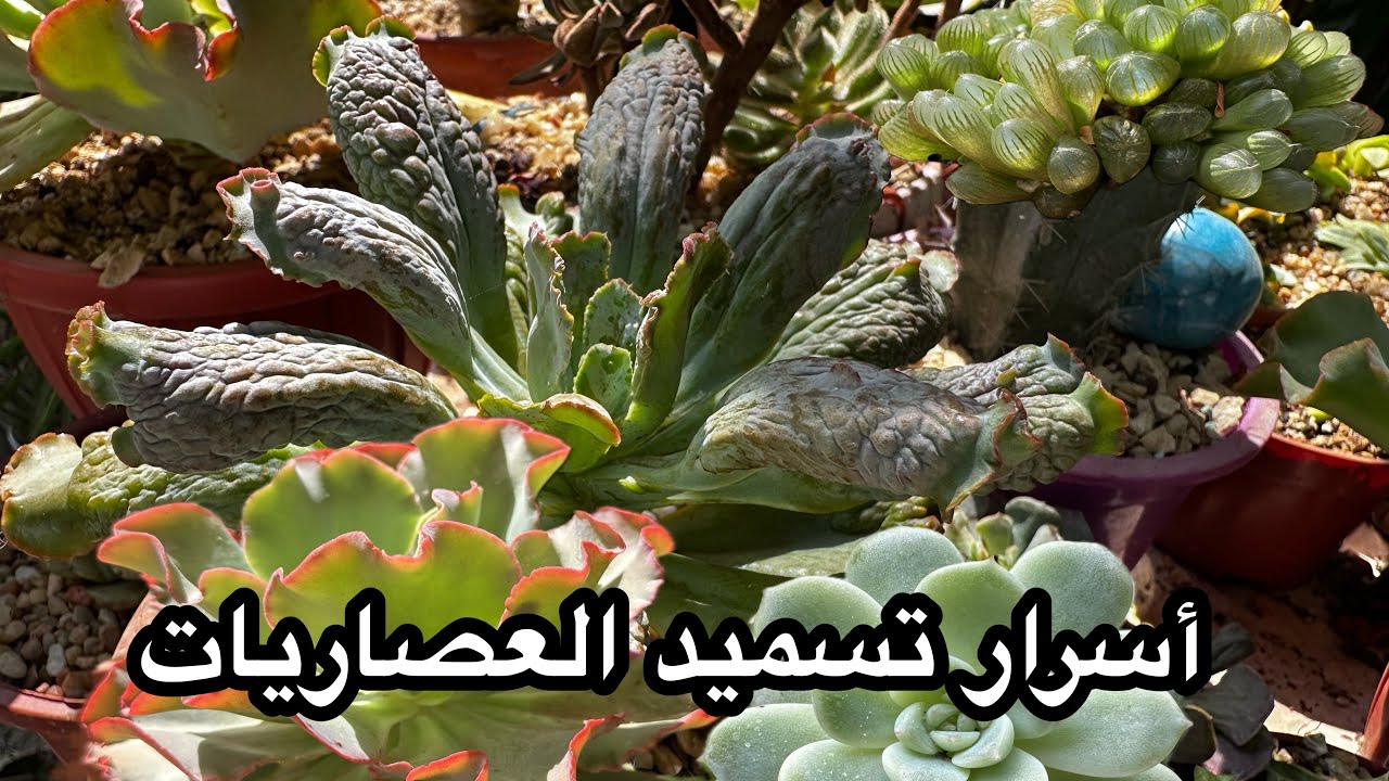 أسرار تسميد العصاريات و الصبارات ( كورس تسميد العصاريات الكامل )