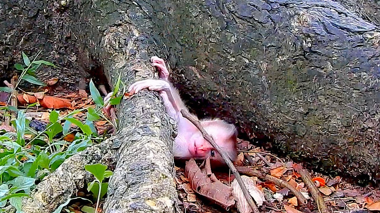 Mama help\\ Baby LYNX fell under tree unable to get up and no one helped