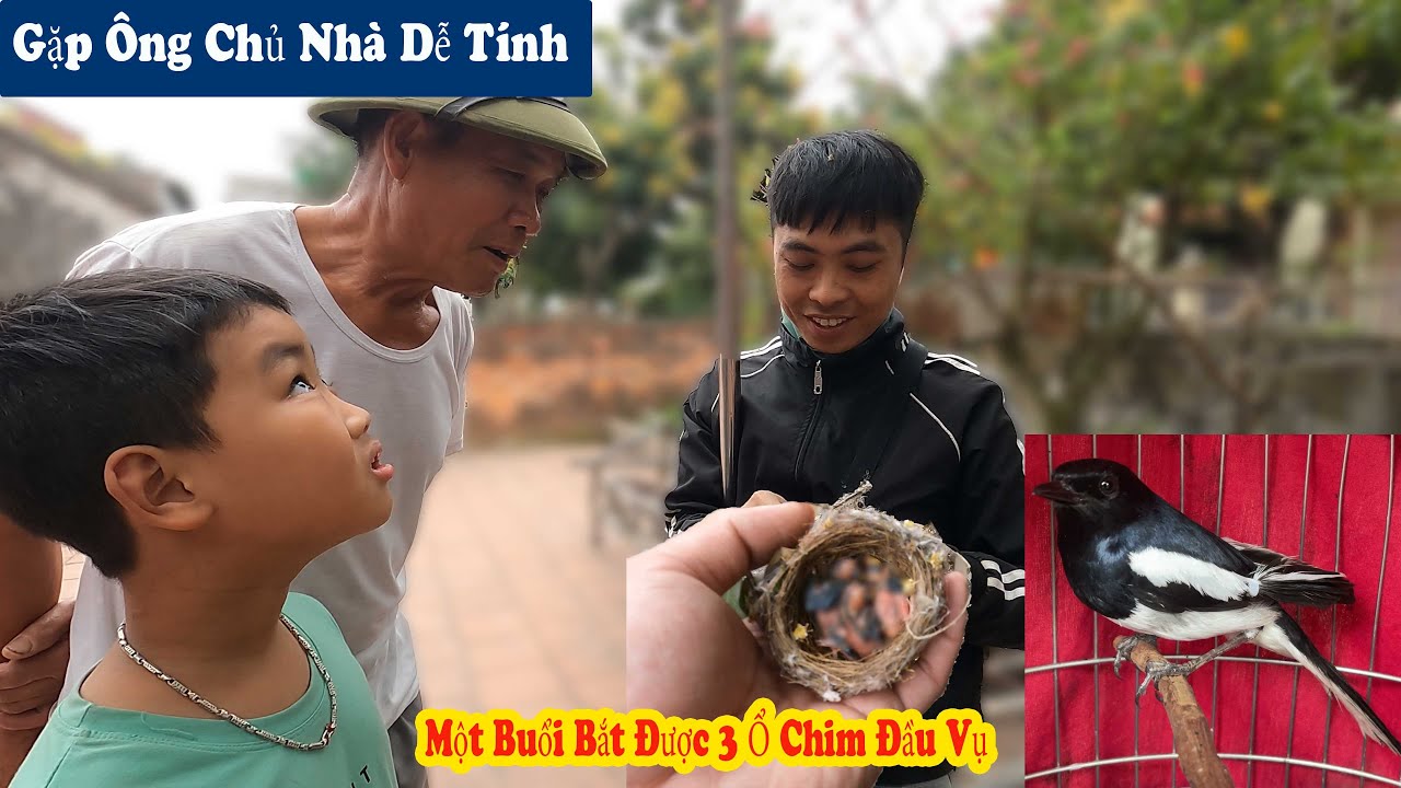 Nuôi Thêm Chim Chòe Than Và Hai Chú Cháu Đi Bắt Ổ Chim May Mắn Gặp Ông Chủ Nhà Dễ Tính // Chiến Ơi