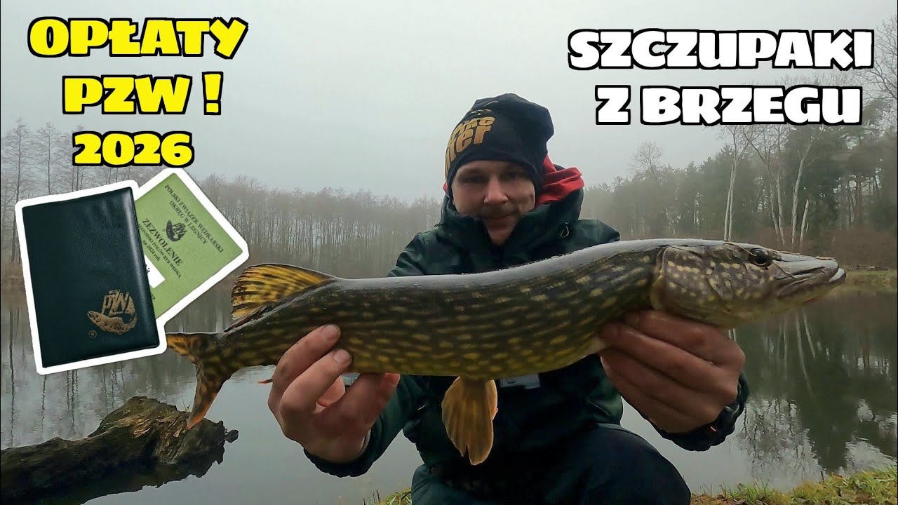 OPŁATY PZW 2026 i SZCZUPAKI z BRZEGU w GRUDNIU