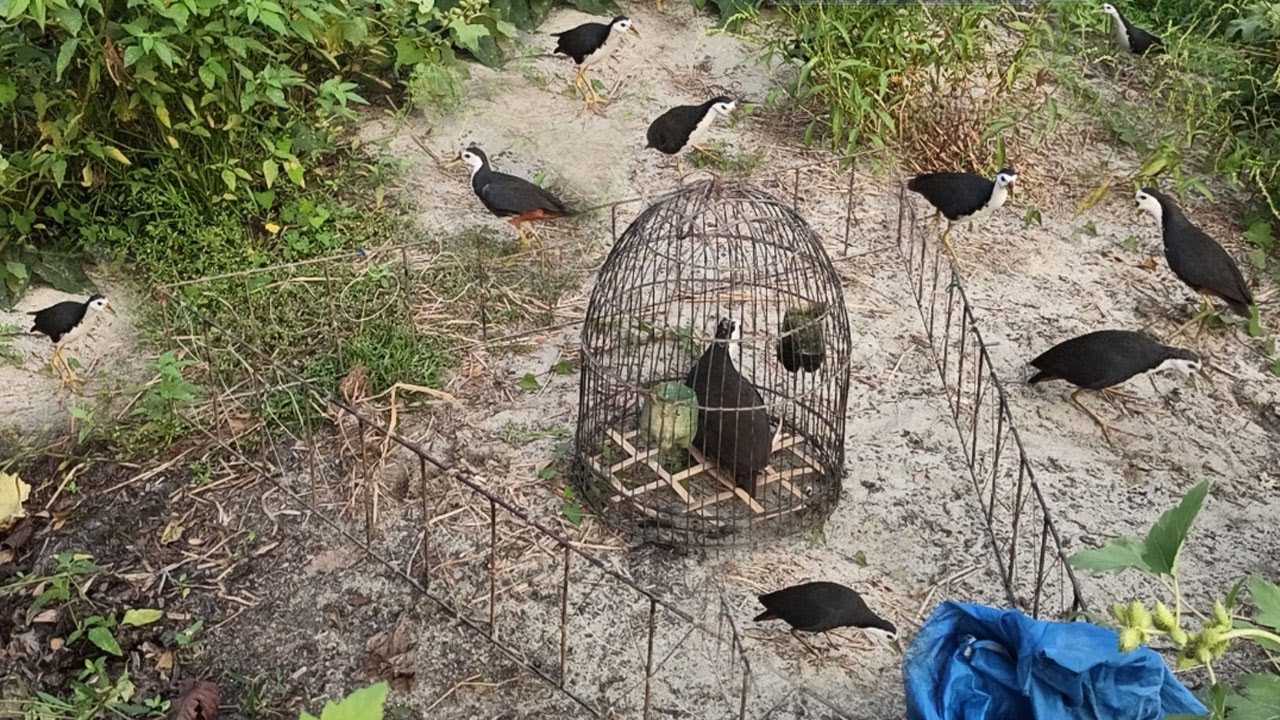Best bird hunting method✔ Easy bird trap & Amazing Catching Technique💡Creative and Unique Bird Trap