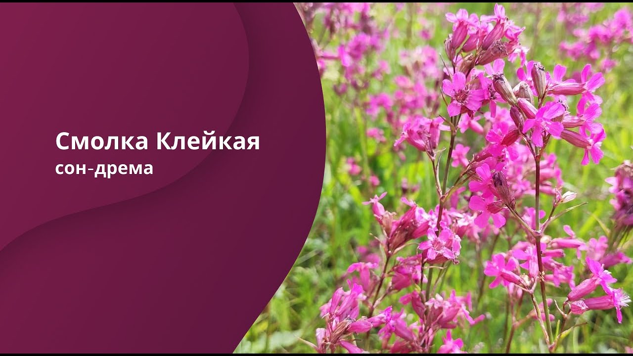 Смолка Клейкая (лат. Viscaria vulgaris Bernh).