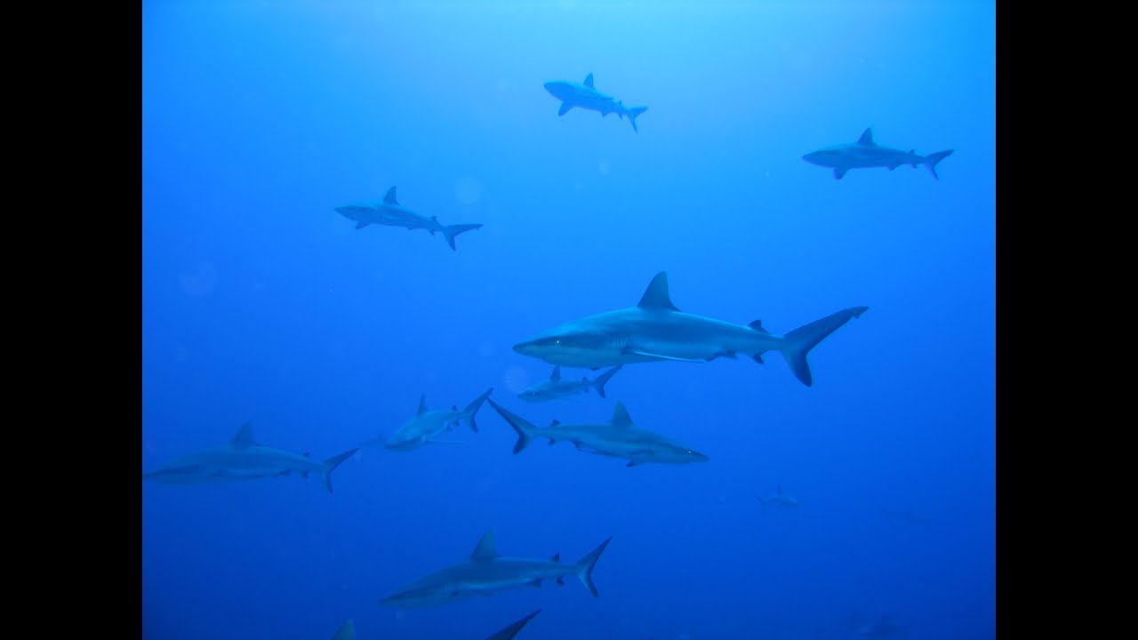 Diving with sharks - Tuamotus, Fakarawa