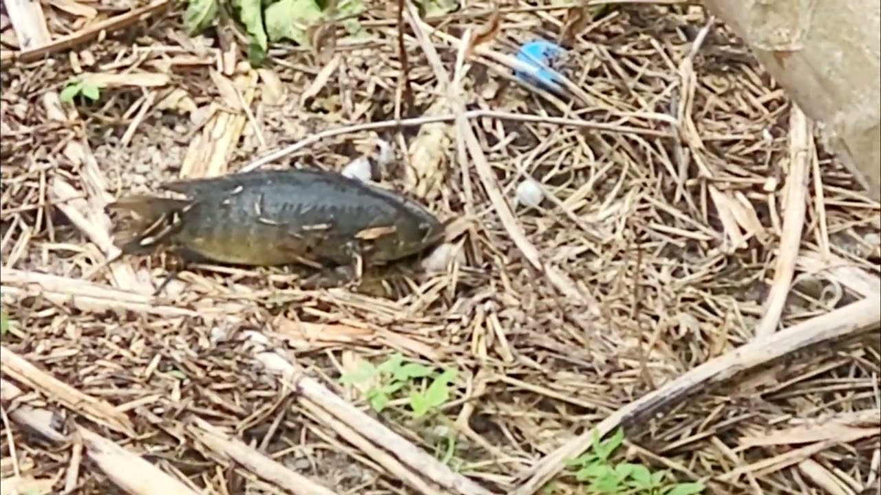 Ikan yang Berjalan di Darat - Ikan Kakap Panjat (Anabas testudineus)