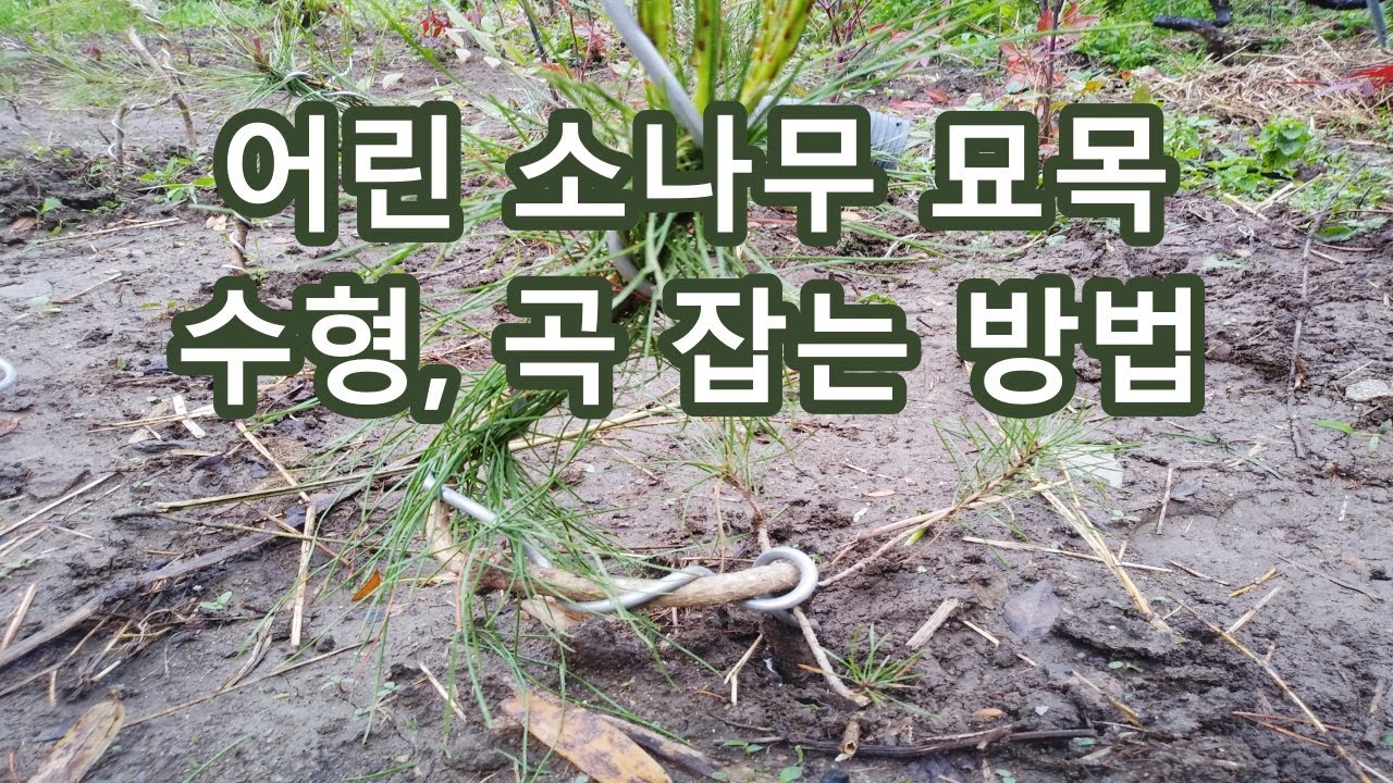 어린 소나무 묘목 곡잡는 방법